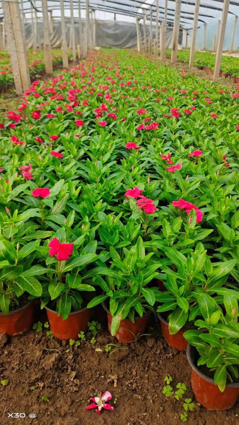 时令草花矮牵牛孔雀草太阳花一串红