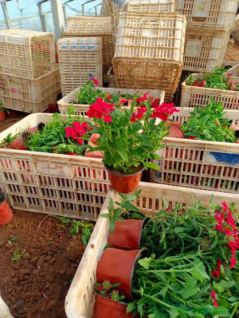 时令草花矮牵牛孔雀草太阳花一串红