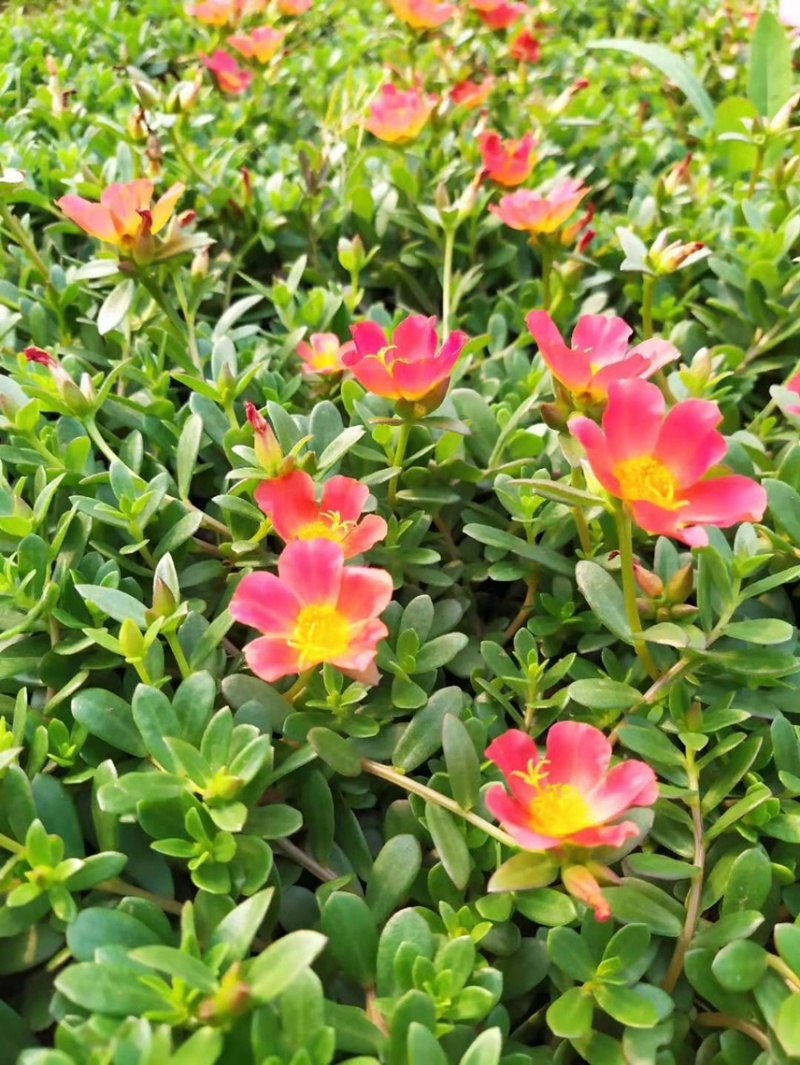 时令草花矮牵牛孔雀草太阳花一串红