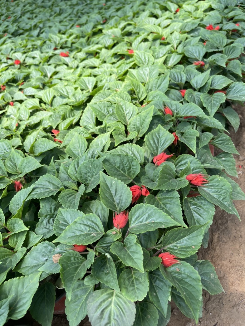 时令草花矮牵牛孔雀草太阳花一串红