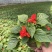 时令草花矮牵牛孔雀草太阳花一串红