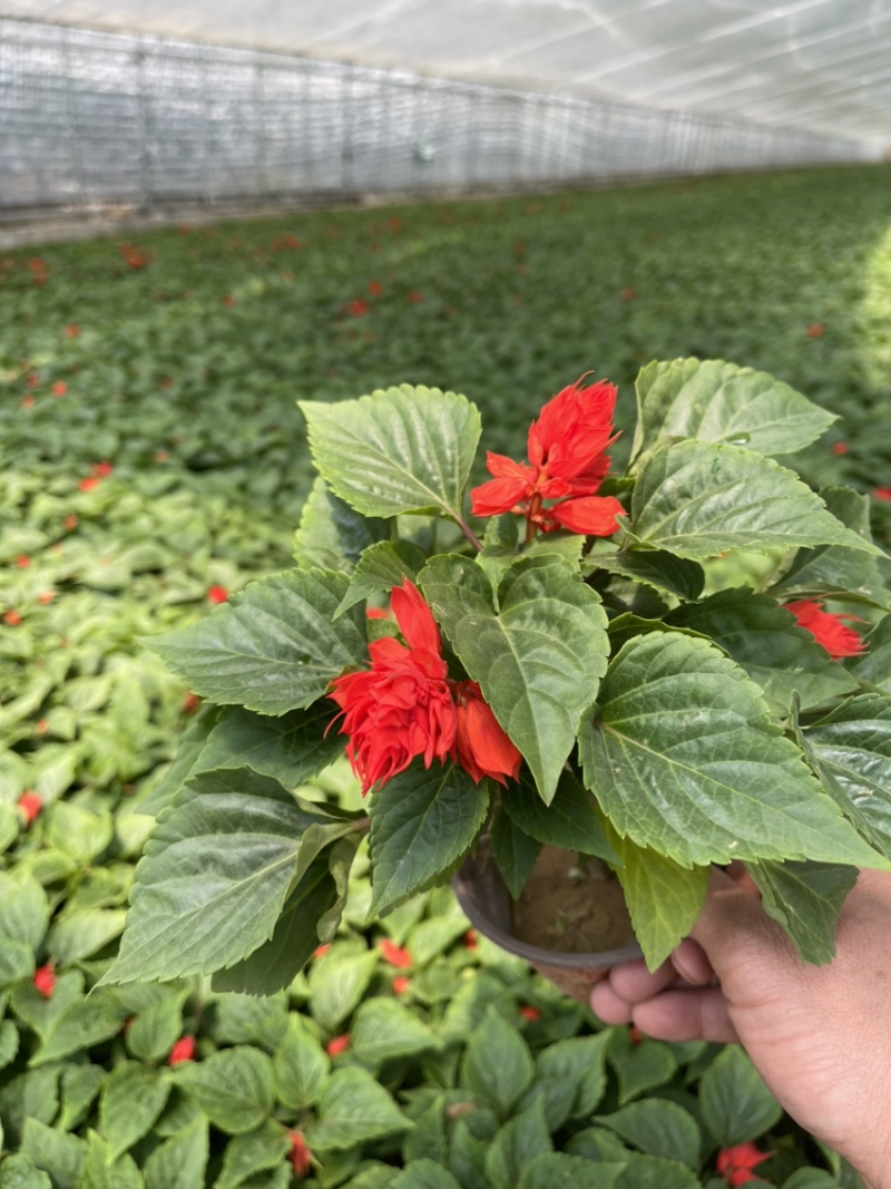 时令草花矮牵牛孔雀草太阳花一串红
