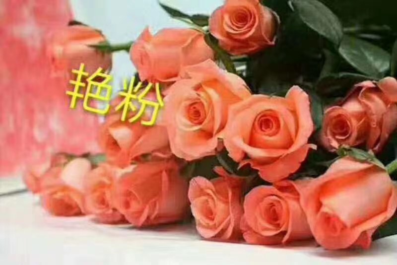 玫瑰苗四季玫瑰花小苗一年四季开花，一年四季可栽种