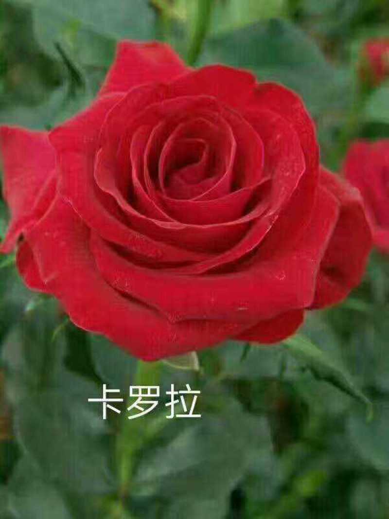 玫瑰苗四季玫瑰花小苗一年四季开花，一年四季可栽种