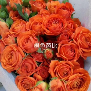 玫瑰苗四季玫瑰花小苗一年四季开花，一年四季可栽种