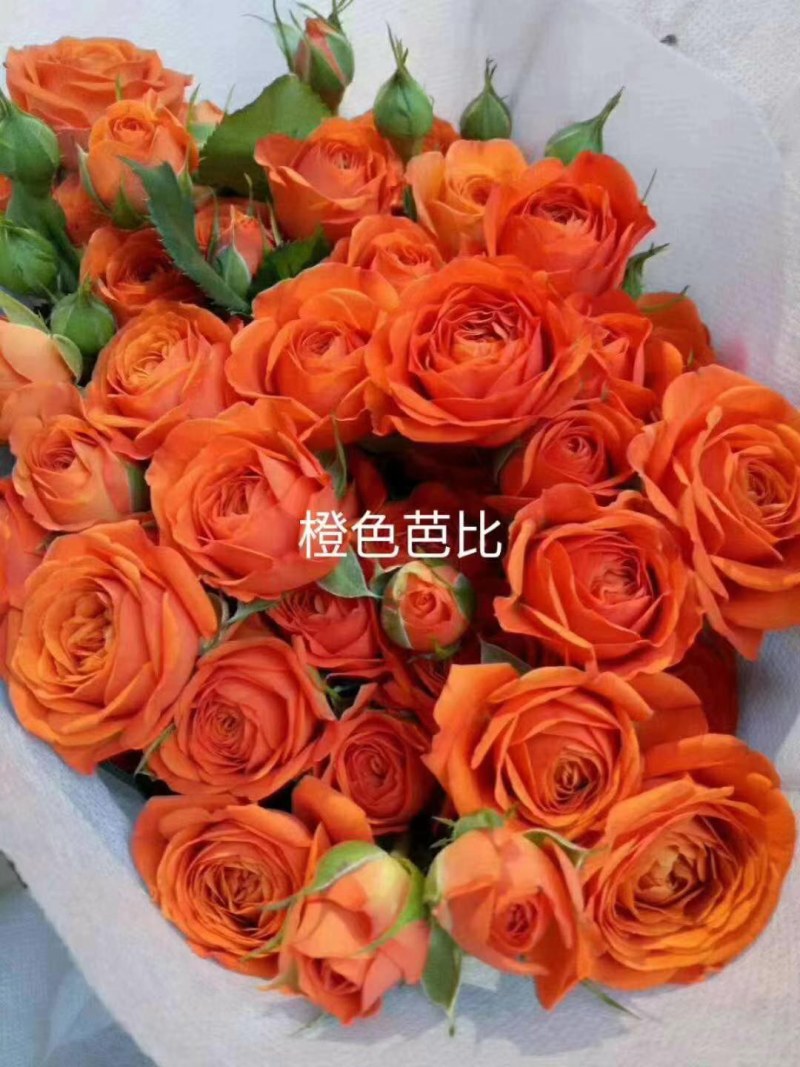 玫瑰苗四季玫瑰花小苗一年四季开花，一年四季可栽种