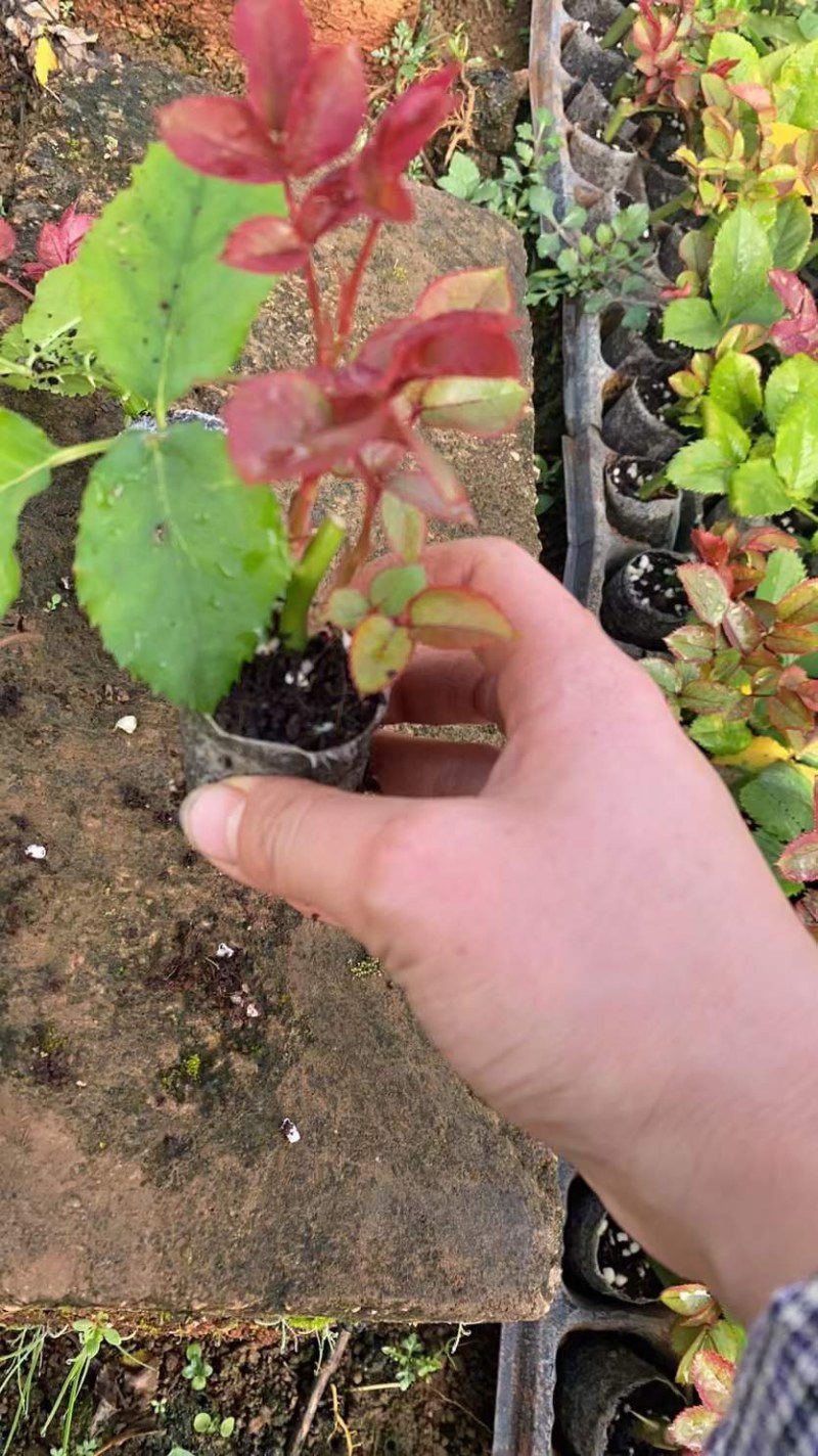 玫瑰苗四季玫瑰花小苗一年四季开花，一年四季可栽种