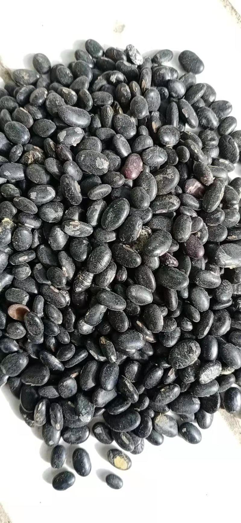 甘肃省小黑豆大量批发，量大从优，