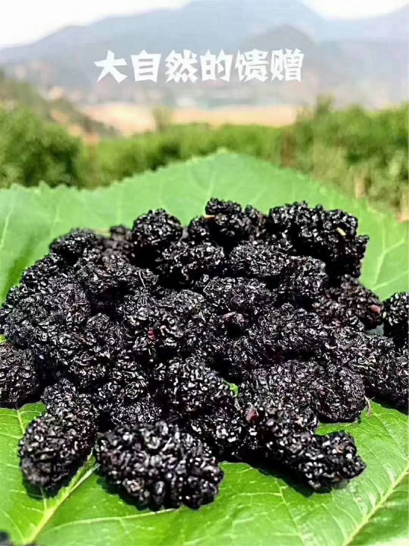 四川桑葚干特级无沙食用桑葚干德昌产冷风风干型团购批发