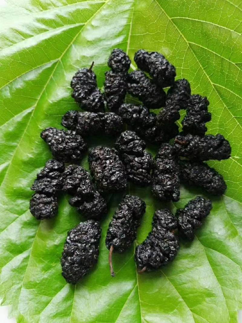 四川桑葚干特级无沙食用桑葚干德昌产冷风风干型团购批发