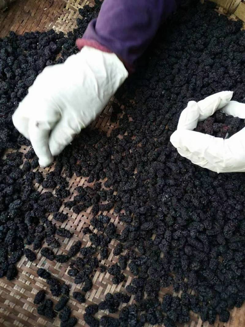 四川桑葚干特级无沙食用桑葚干德昌产冷风风干型团购批发