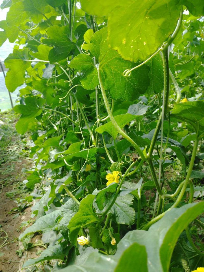 博阳9甜瓜暖棚的口感酥翠香甜纯正需要联系北京市通州区漷县