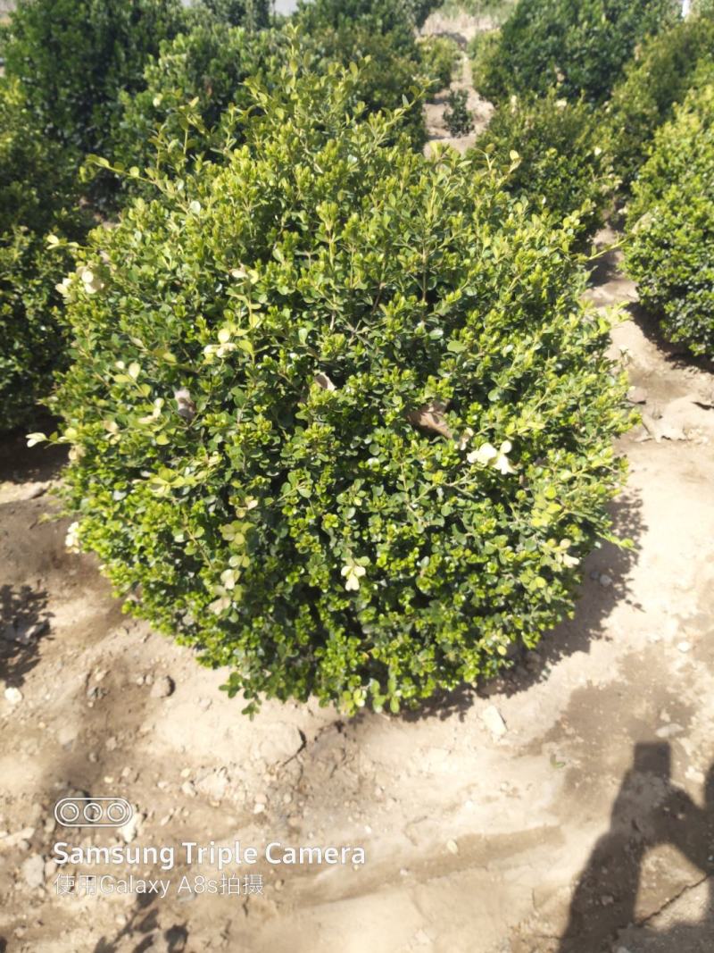 瓜子黄杨球基地直发，保证质量欢迎老板看货联系