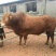 西门塔尔牛改良肉牛肉牛犊肉牛苗免费送货