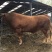 西门塔尔牛改良肉牛肉牛犊肉牛苗免费送货