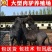 肉驴苗价格免费送货货到付款自由挑选