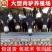 肉驴苗价格免费送货货到付款自由挑选