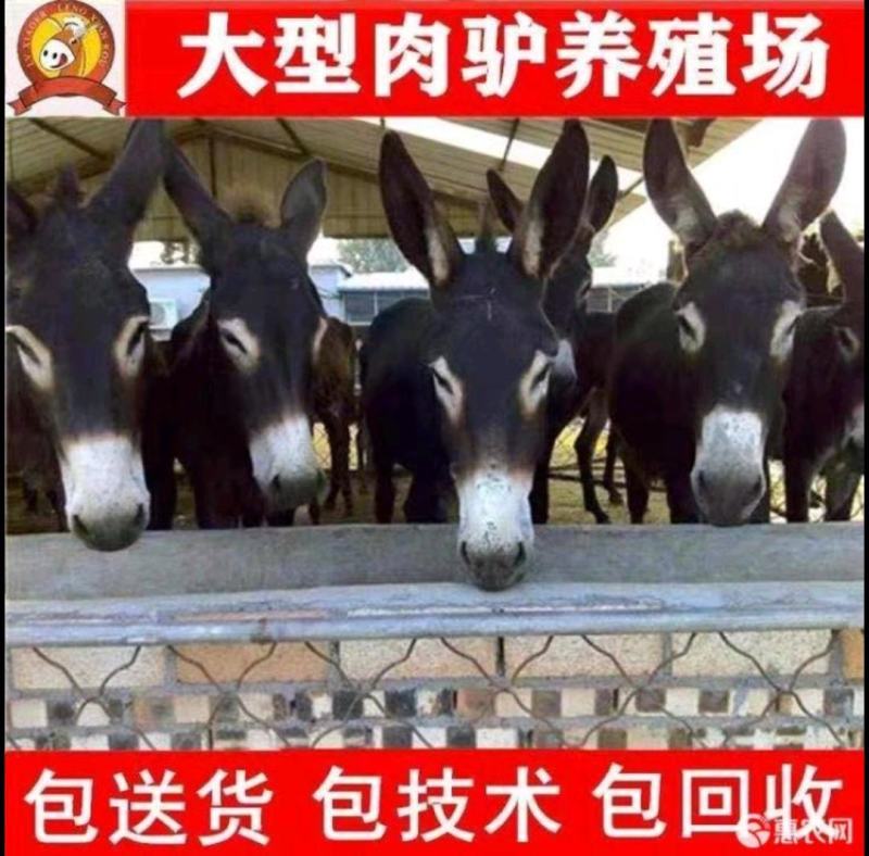 肉驴苗价格免费送货货到付款自由挑选
