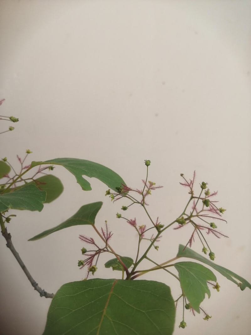 黄栌盆栽，黄栌下山桩