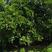 3.5米—6米香泡杨梅树有现货树形任意挑选