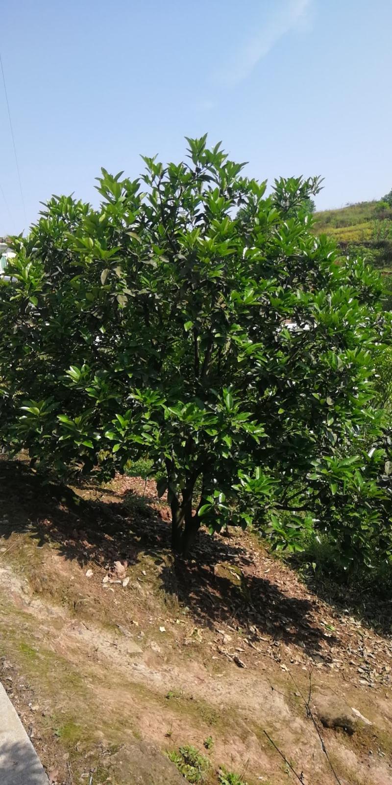 3.5米—6米香泡杨梅树有现货树形任意挑选