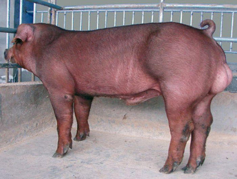湖南优质杜洛克种猪养殖基地直发品种优良