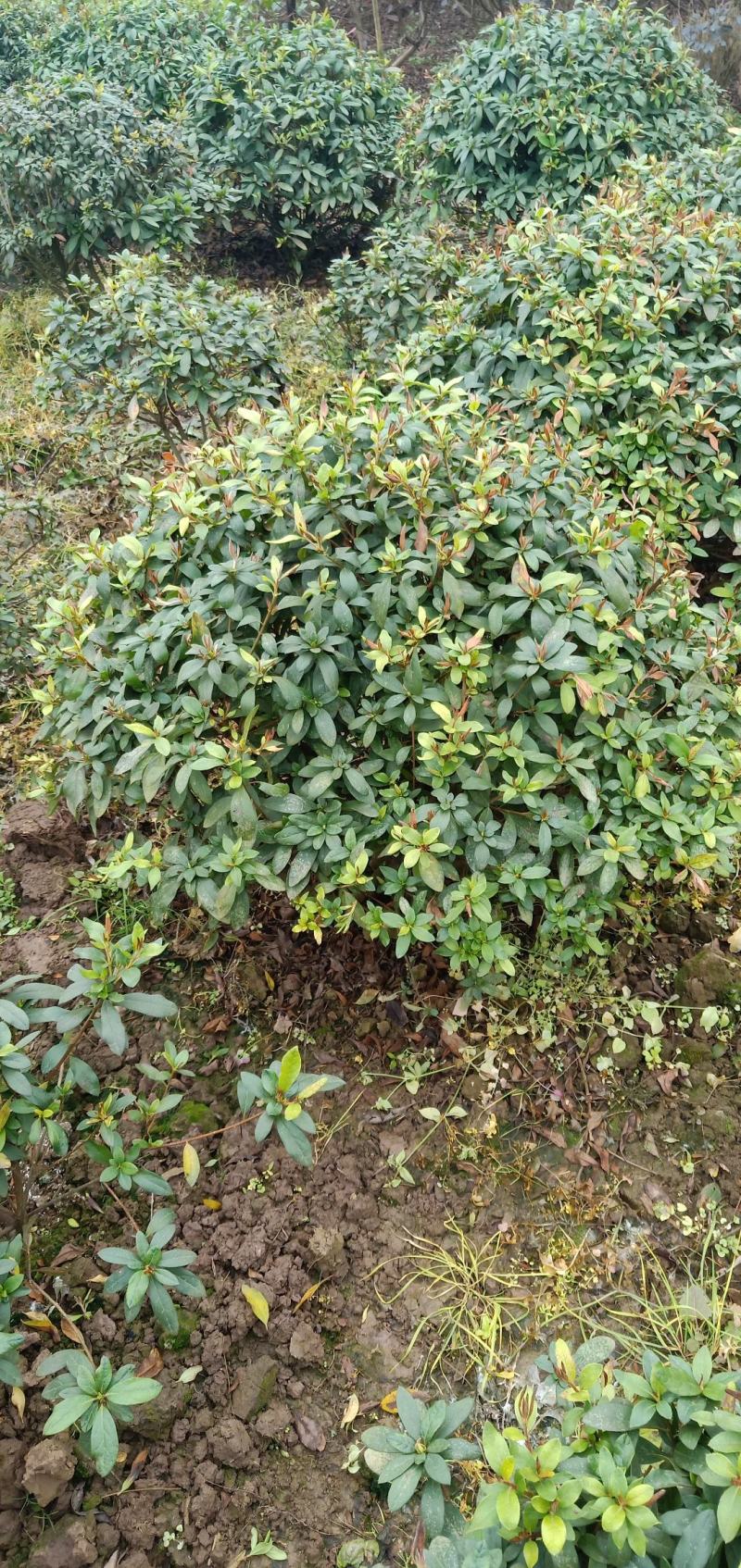 春鹃球，自家苗圃的货，规格齐全，量大从优。