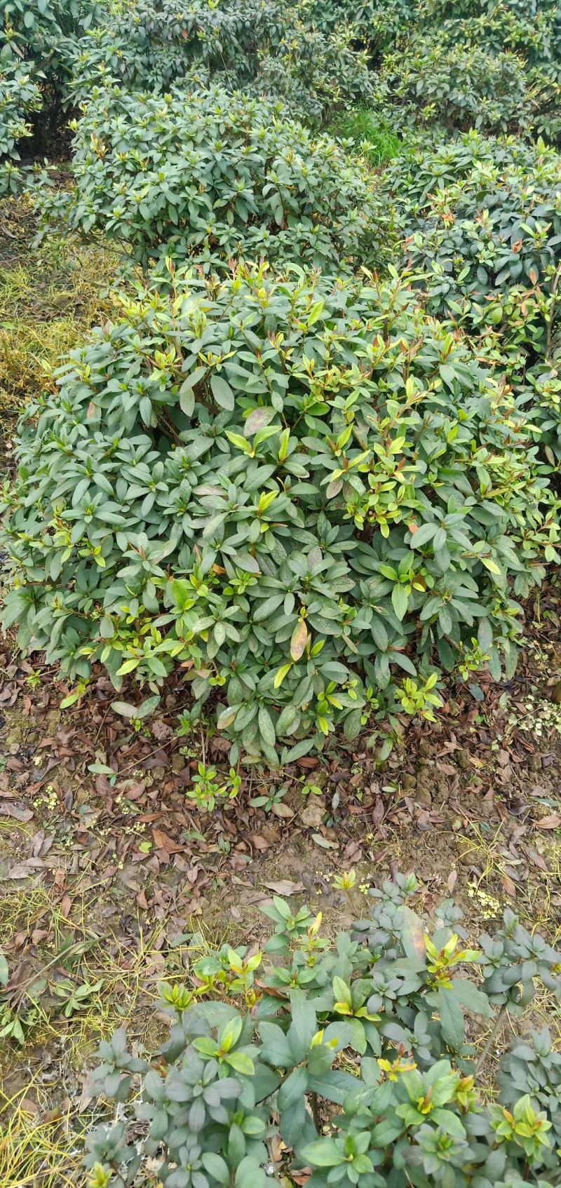 春鹃球，自家苗圃的货，规格齐全，量大从优。
