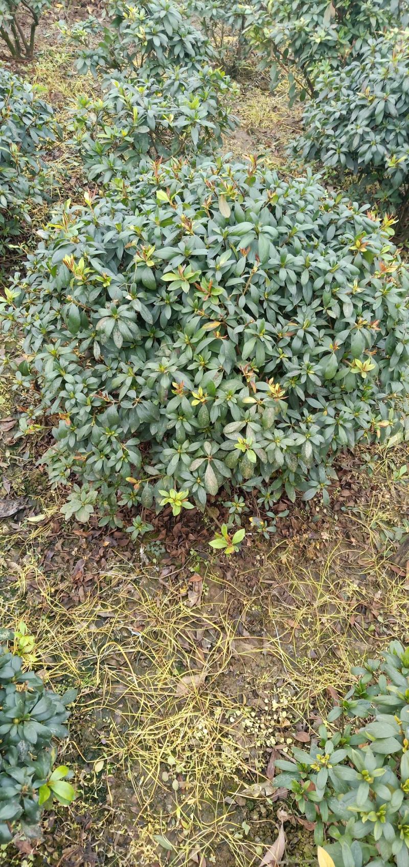 春鹃球，自家苗圃的货，规格齐全，量大从优。