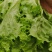 花叶生菜