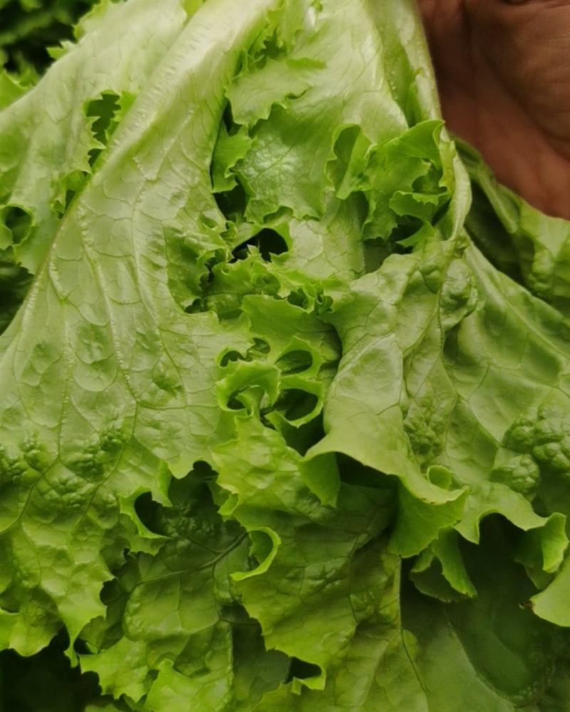 花叶生菜
