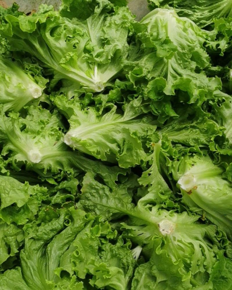 花叶生菜
