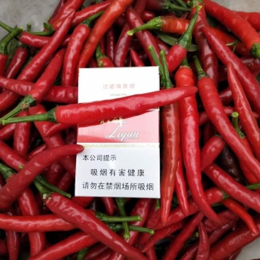高辣天宇，小米椒，美人椒，艳红，新一代辣椒苗