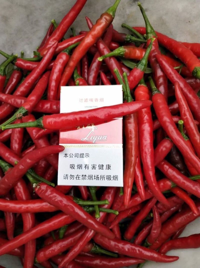 高辣天宇，小米椒，美人椒，艳红，新一代辣椒苗