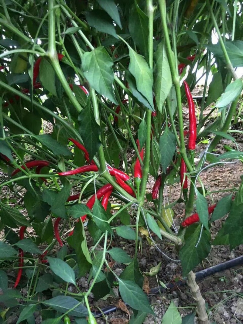 高辣天宇，小米椒，美人椒，艳红，新一代辣椒苗