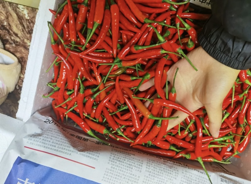 高辣天宇，小米椒，美人椒，艳红，新一代辣椒苗
