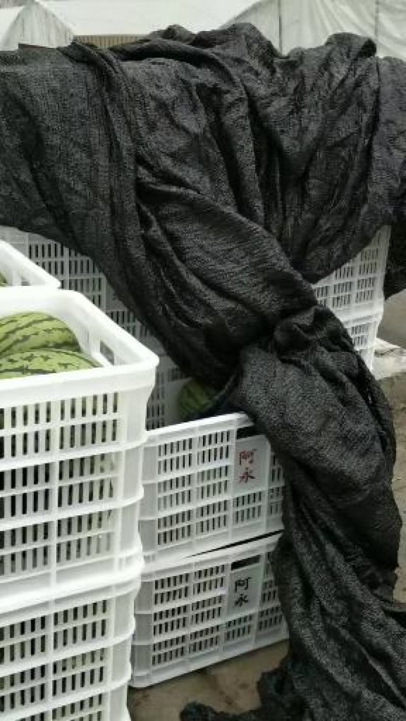 早春红玉小西瓜早春红玉小西瓜早春红玉小西瓜早春红玉小西瓜