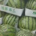 美都西瓜大量上市中，数量大质量好囗感甜耐运输量大从优