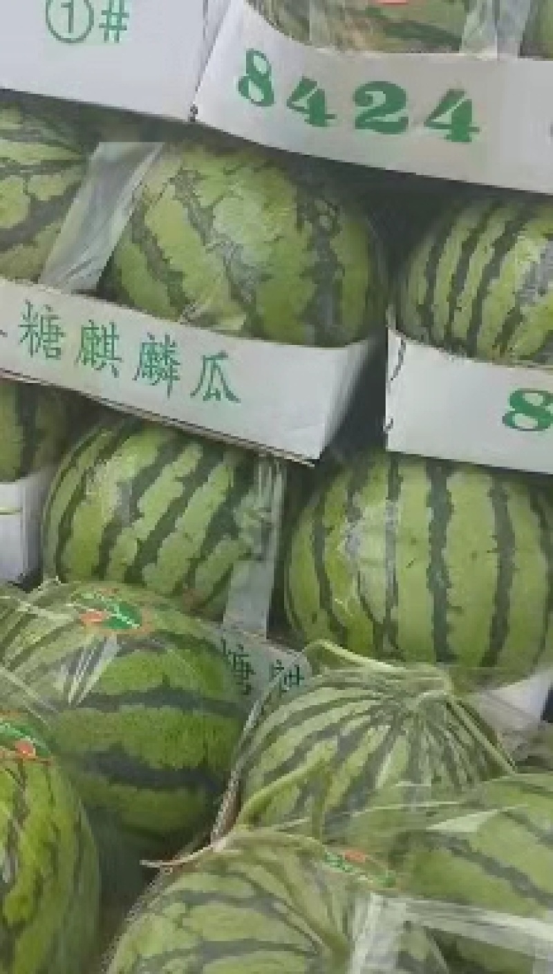 美都西瓜大量上市中，数量大质量好囗感甜耐运输量大从优