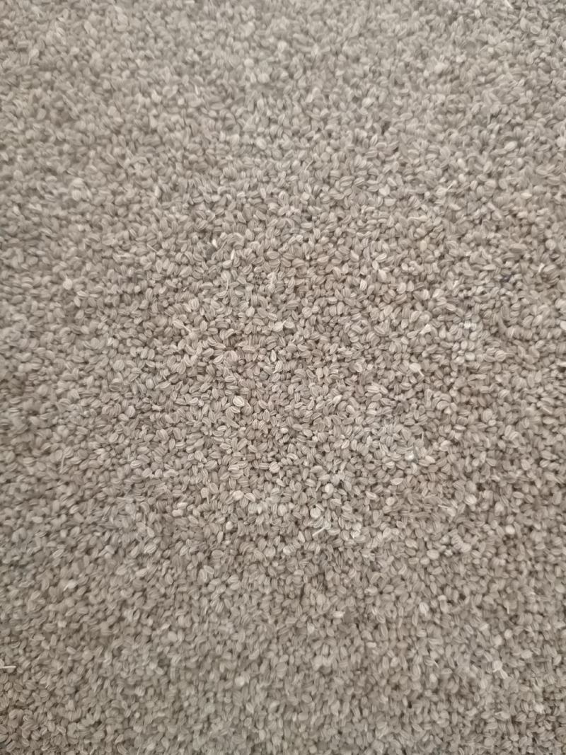 芹菜籽药用芹菜籽芹菜子色选芹菜籽