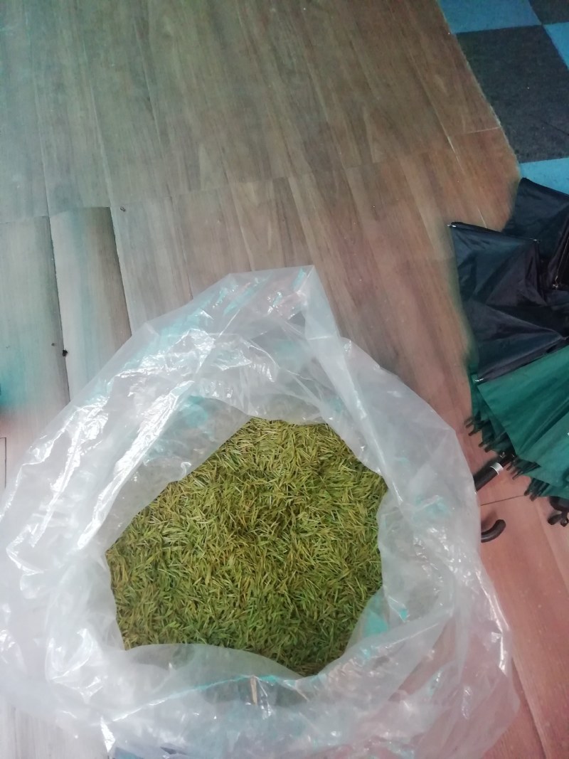 精品明前黄茶