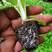 育苗基质草炭中草药基质酸性蓝莓草莓基质栽培基质条