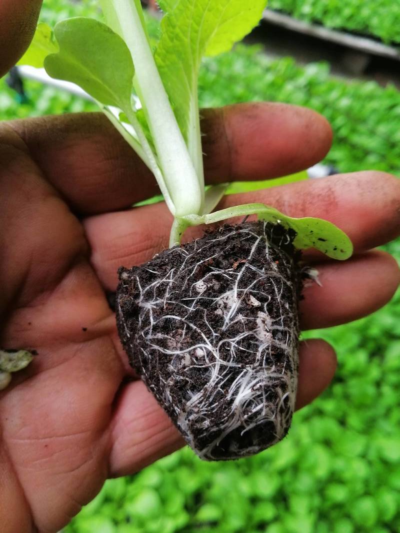 推荐育苗基质草炭中草药基质酸性蓝莓草莓基质栽培基质