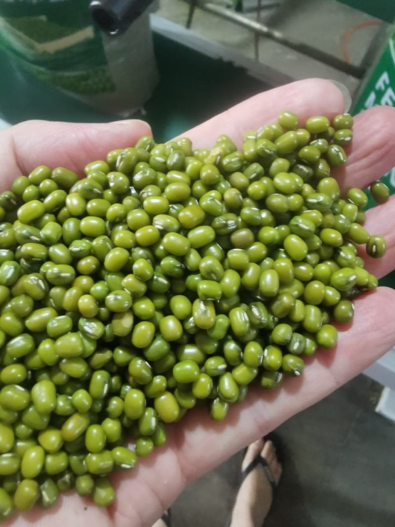 缅甸进口绿豆,保质保量,长期供应。