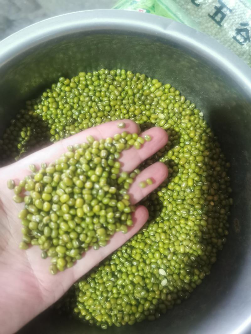 缅甸进口绿豆,保质保量,长期供应。