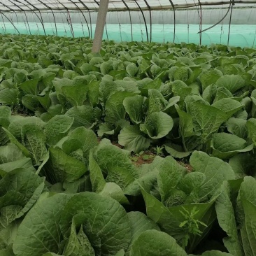 辽宁锦州金翡翠白菜，大量上市，一手货源，保质保量