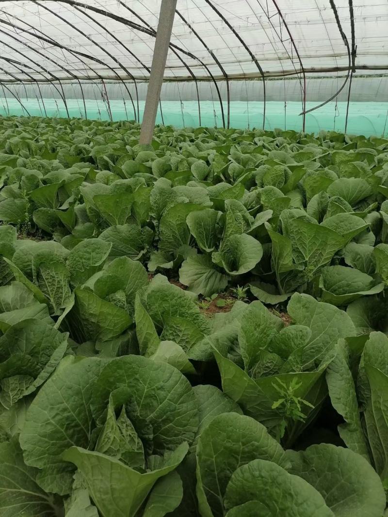 辽宁锦州金翡翠白菜，大量上市，一手货源，保质保量