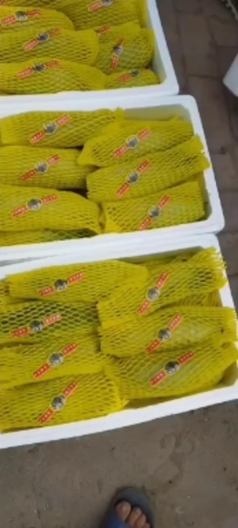 山东滨州博洋系列甜瓜品质保证基地直发，支持看货