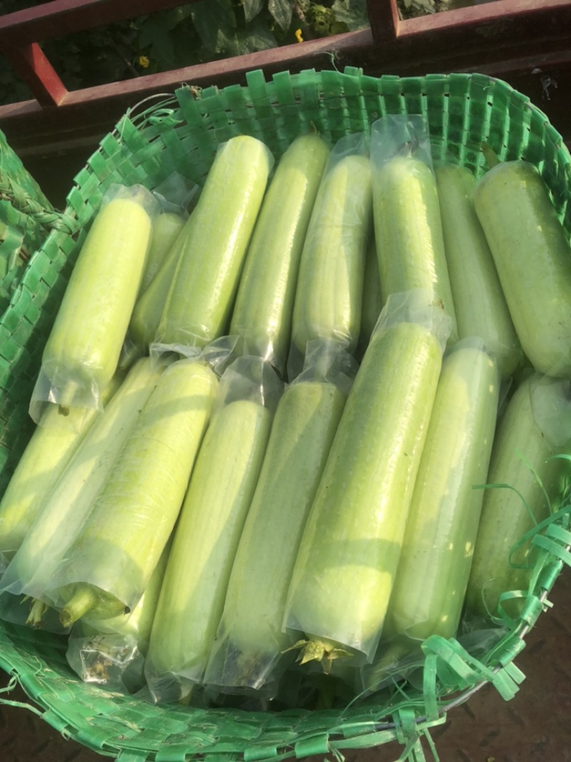奶油丝瓜白玉丝瓜大量供应欢迎老板来采购