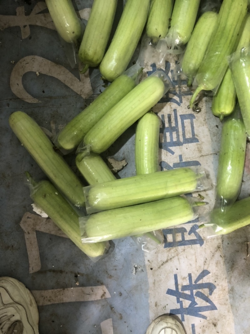 奶油丝瓜白玉丝瓜大量供应欢迎老板来采购